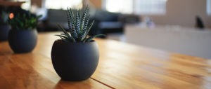 Small succulent plant on a table