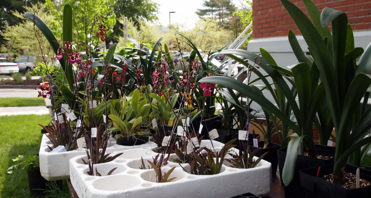Containers of small plants