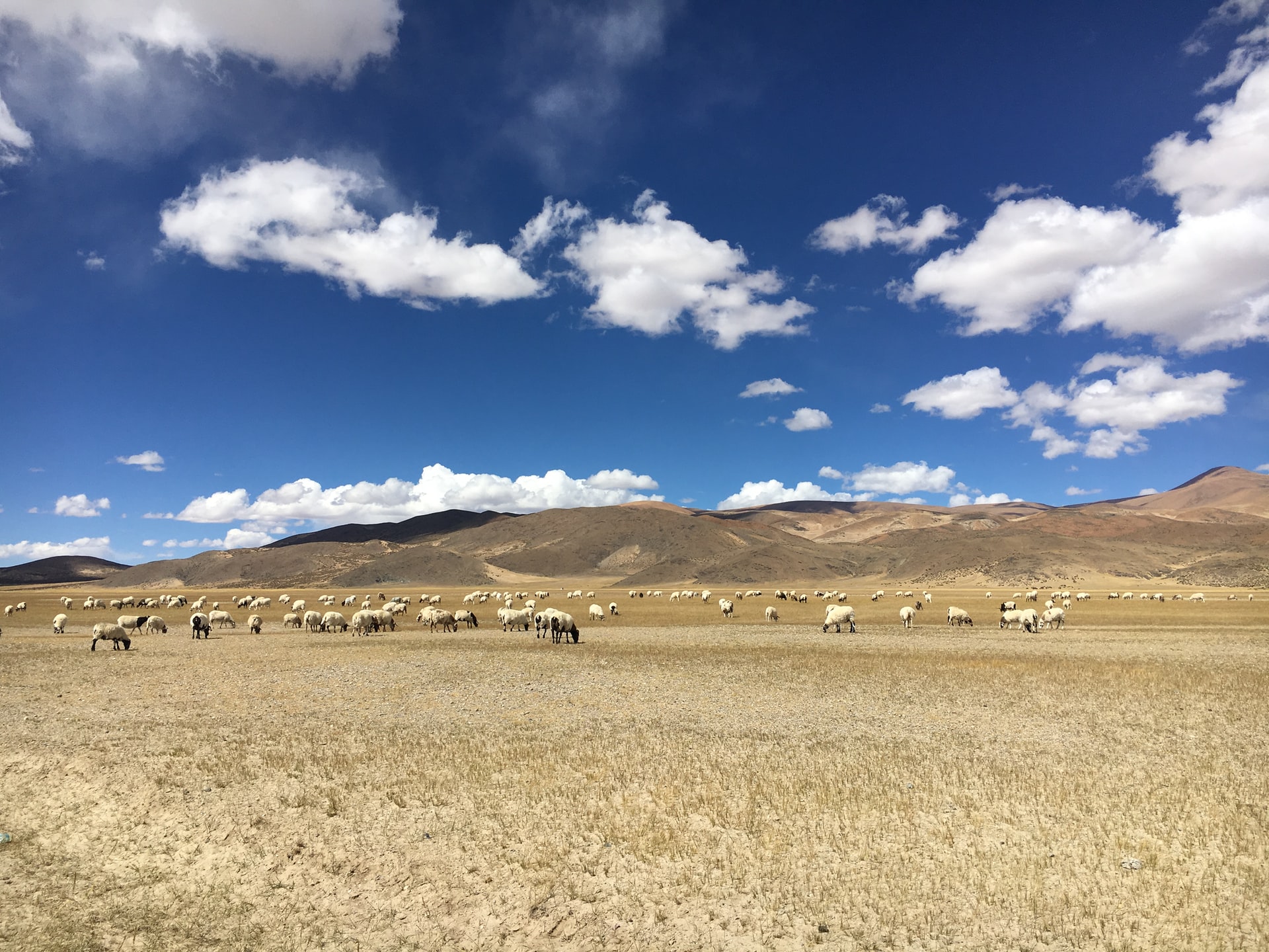 Flock of sheep on dry land