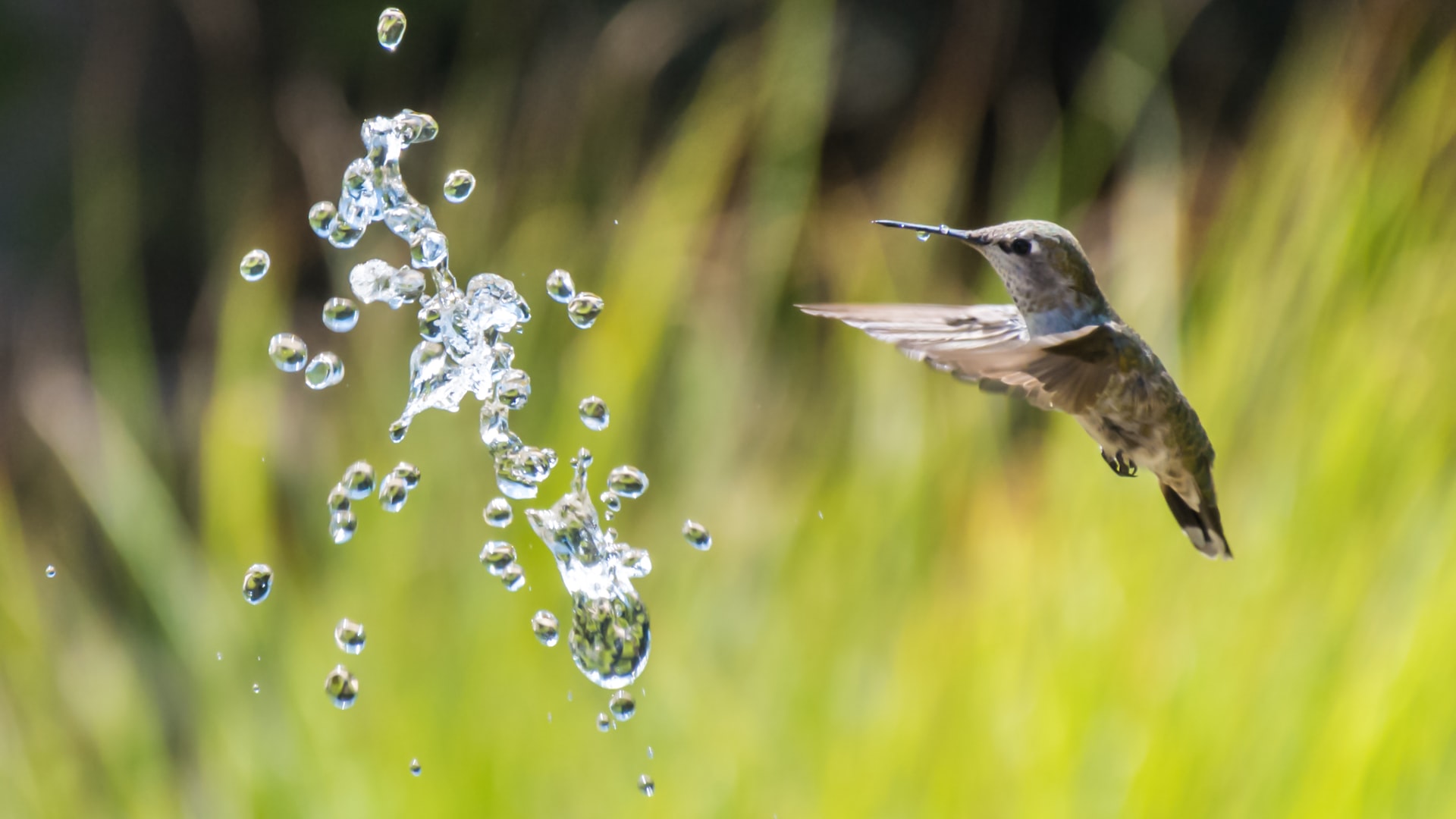 Hummingbird and splash of water