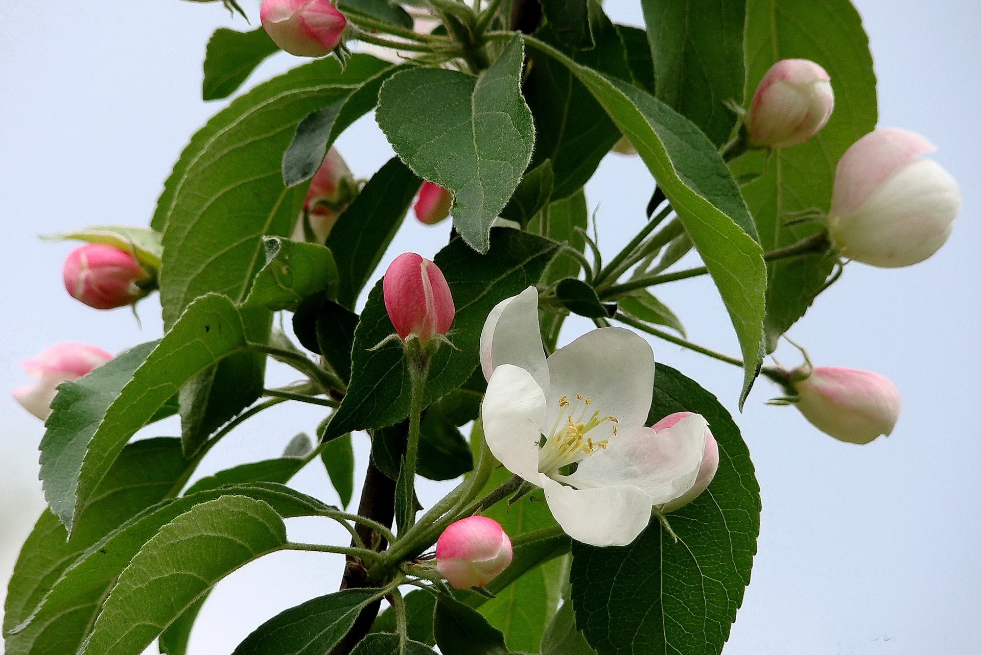 Close-up of apple tree in bloom